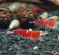 Preview: Super Crystal Red